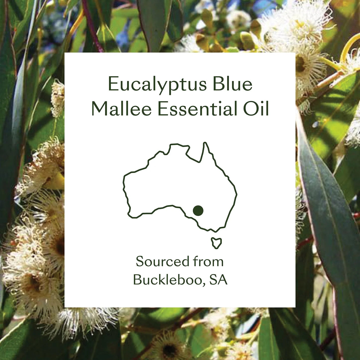 Eucalyptus Blue Mallee Essential Oil