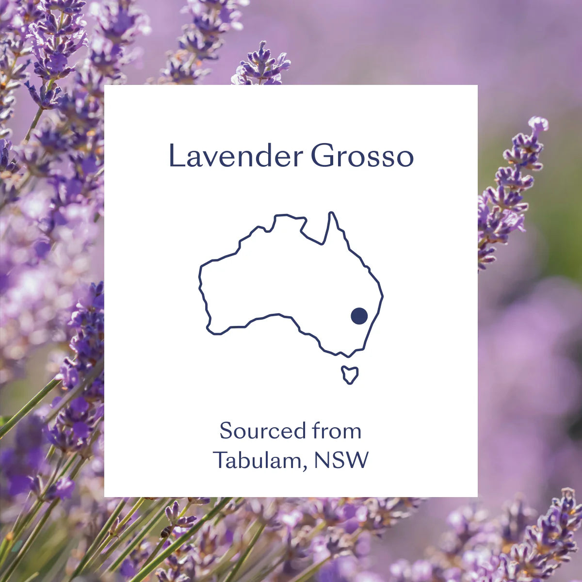 Lavender Grosso Essential Oil