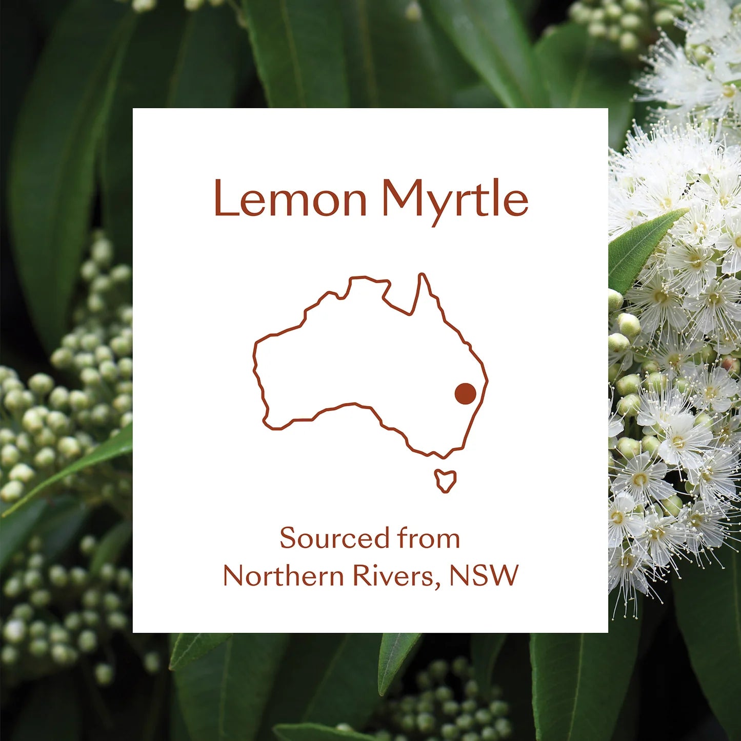 Lemon Myrtle Essential Oil