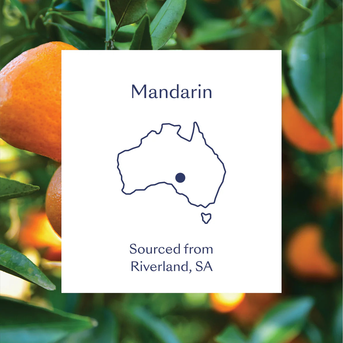 Mandarin Essential Oil